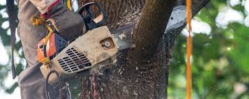 Professional Tree Care in Winnebago, MN